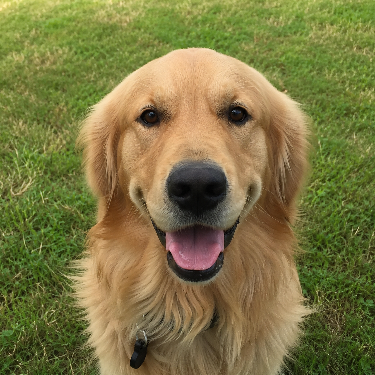 Support Your Dog From The