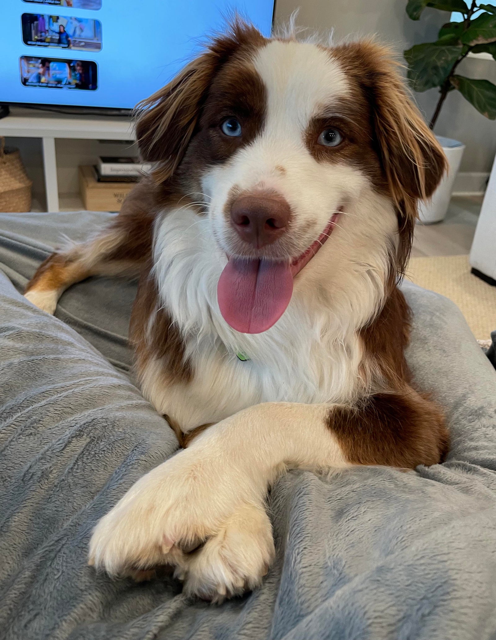 Support Your Dog From The